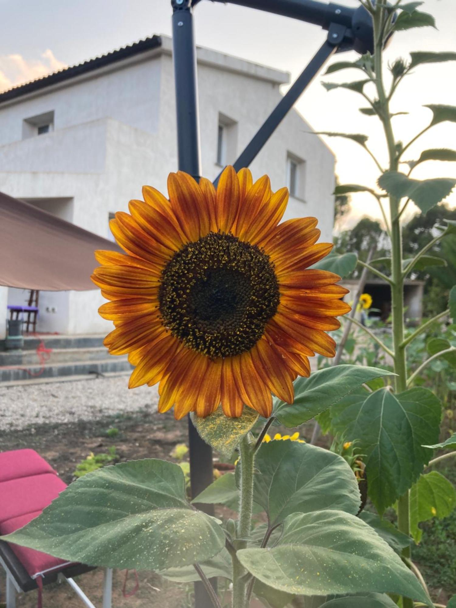 Villa Del Lupo Santa Maria la Palma Dış mekan fotoğraf